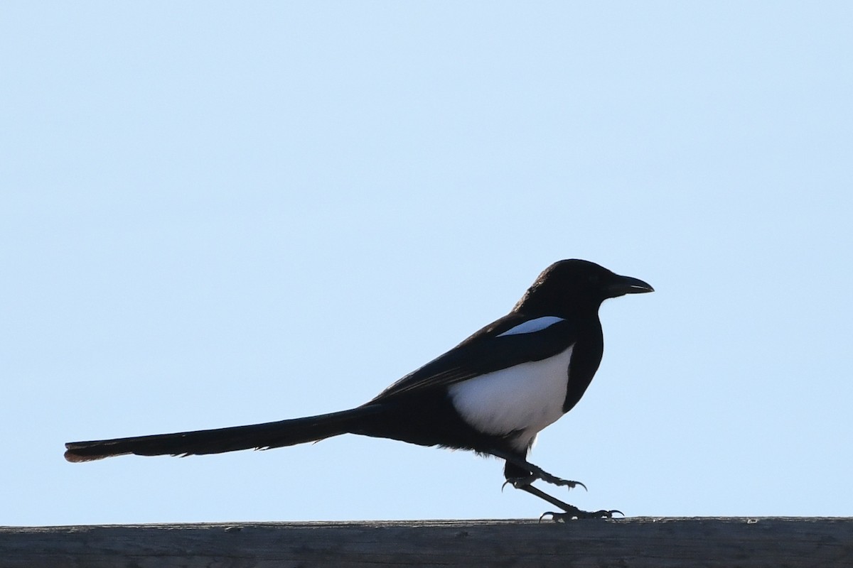 Black-billed Magpie - ML646752752