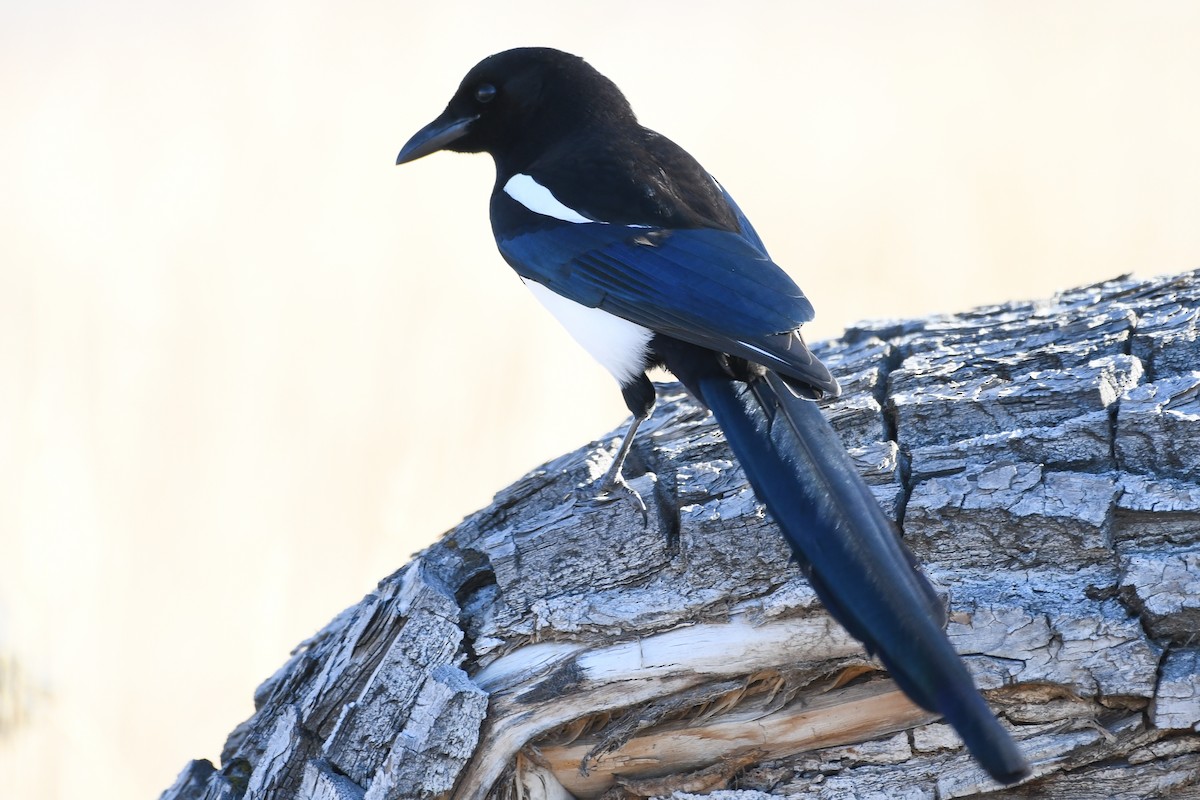 Black-billed Magpie - ML646752753