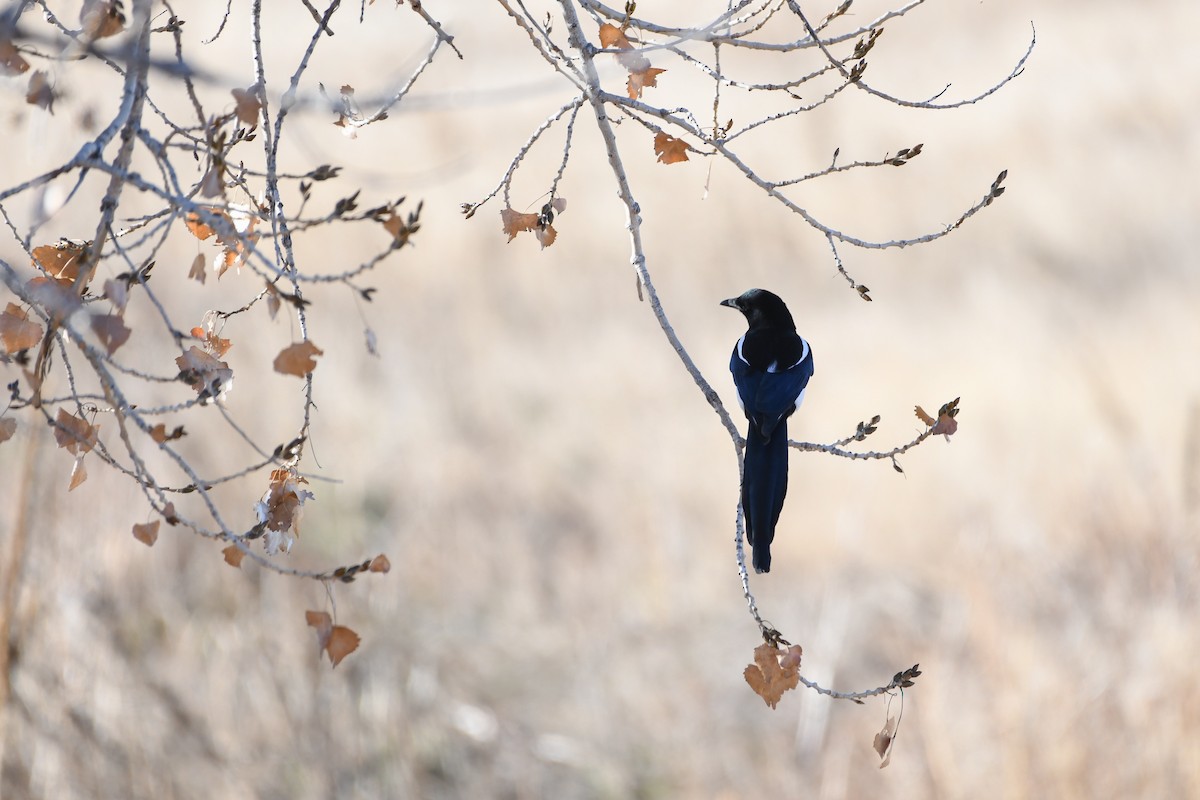 Black-billed Magpie - ML646752754