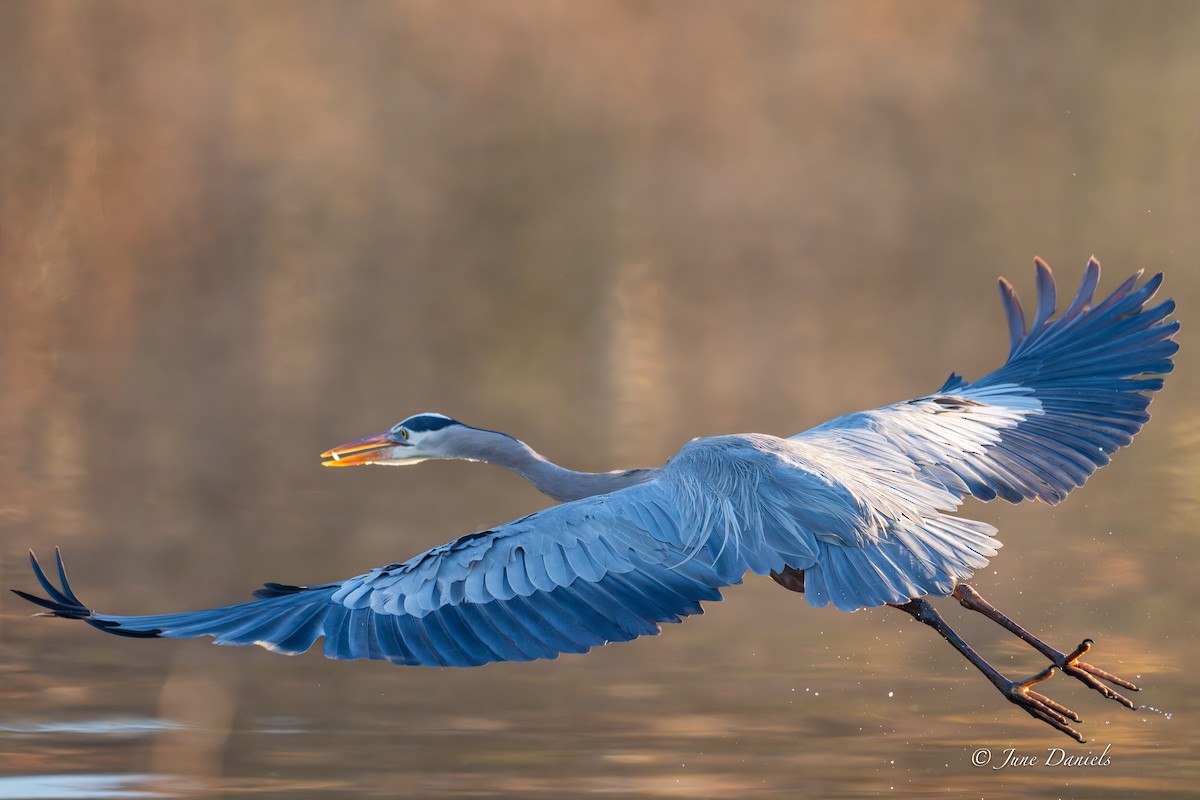 Большая голубая цапля - ML646752755