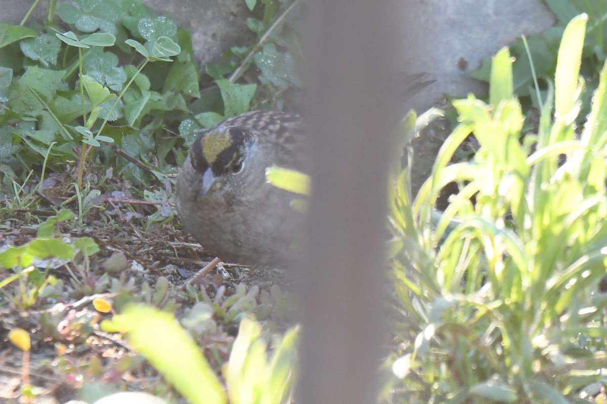 Golden-crowned Sparrow - ML646752756