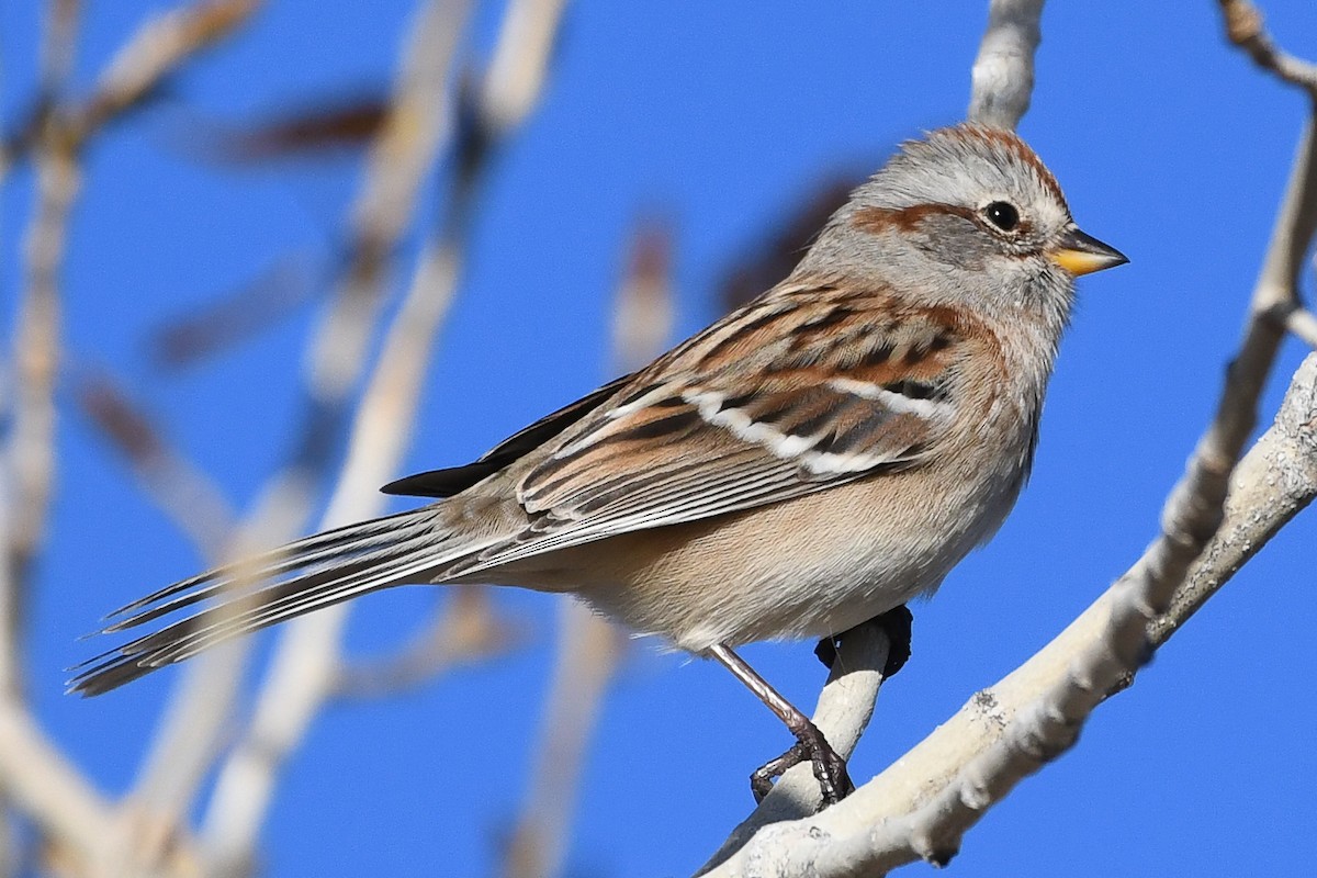 White-crowned Sparrow - ML646752757