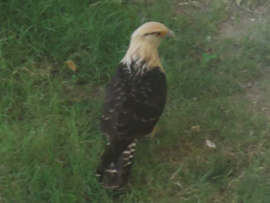 Yellow-headed Caracara - ML646752760