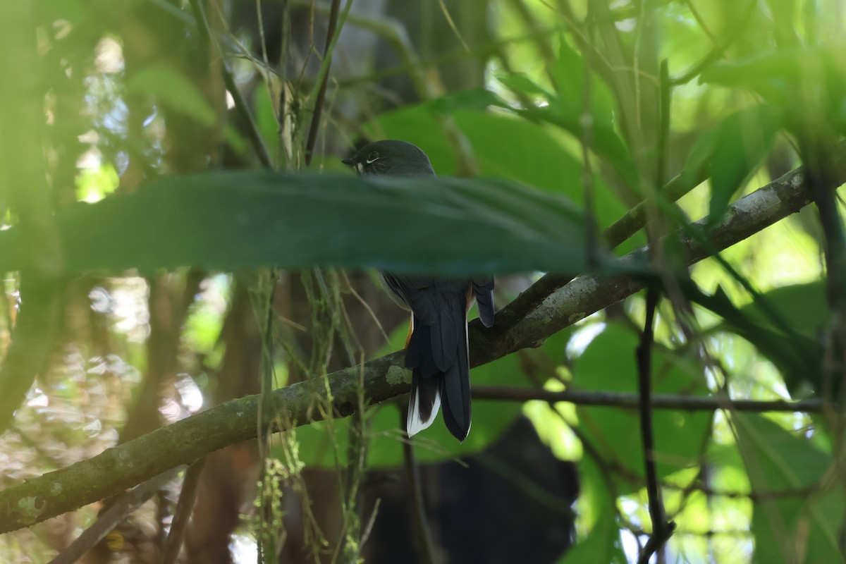 Rufous-throated Solitaire - ML646752761