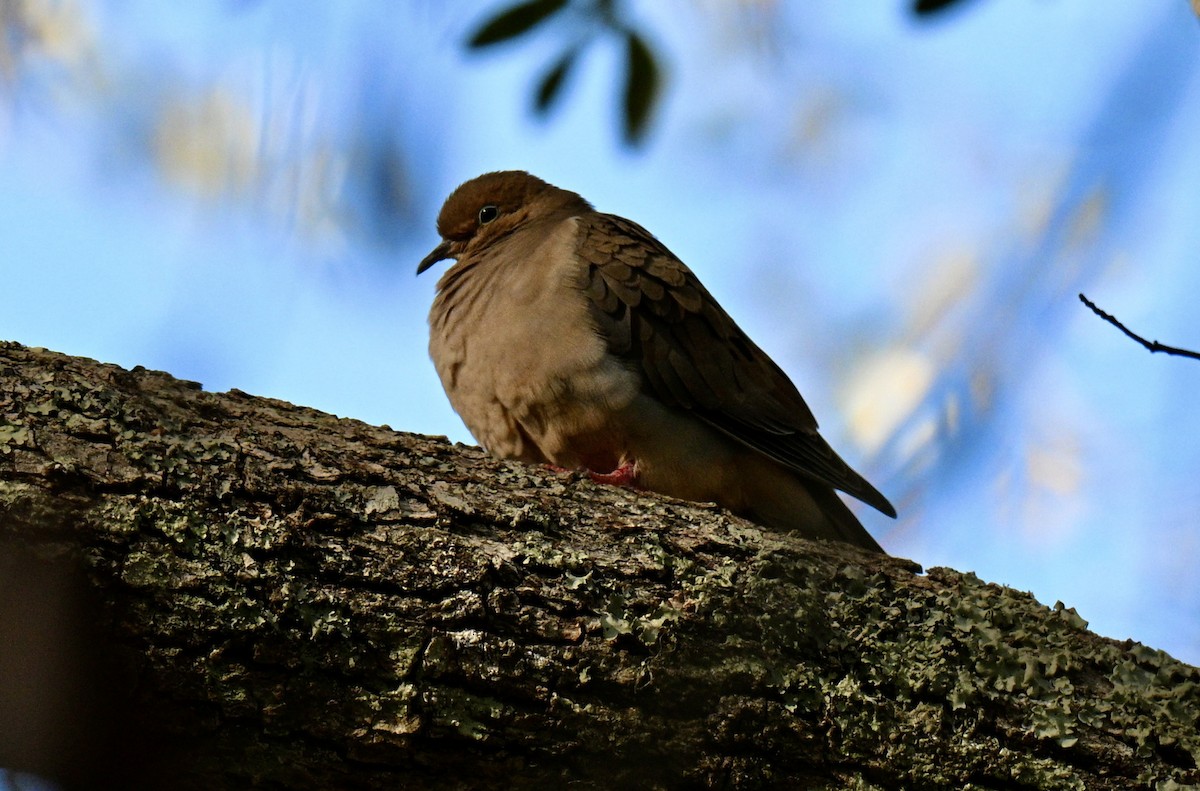 Mourning Dove - ML646752762