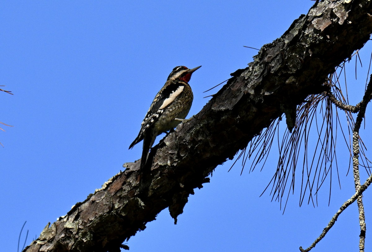 נקר צהוב-בטן - ML646752763