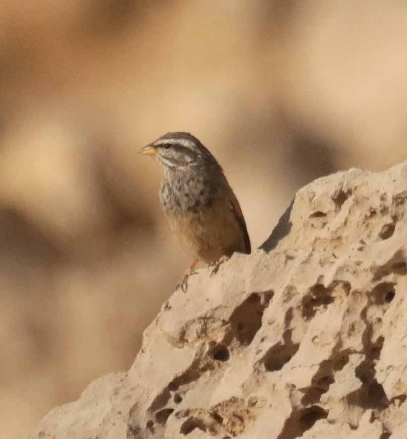 Пёстрая овсянка - ML646752764