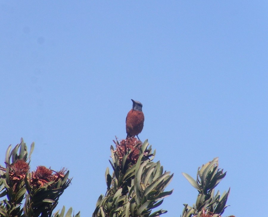 ルリガシライソヒヨ - ML646752765