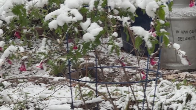 Yakut/Kara Boğazlı Kolibri - ML646752767