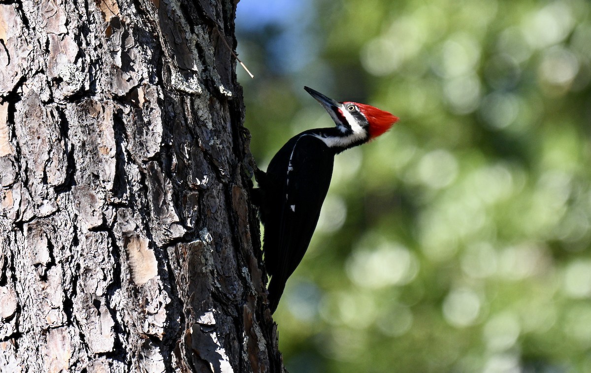 Pileated Woodpecker - ML646752768