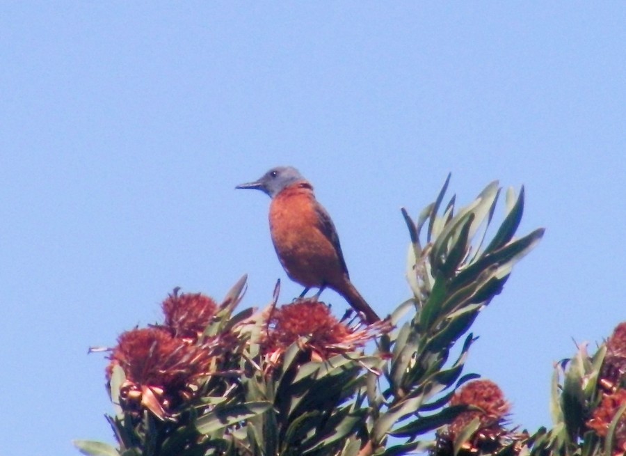 ルリガシライソヒヨ - ML646752769