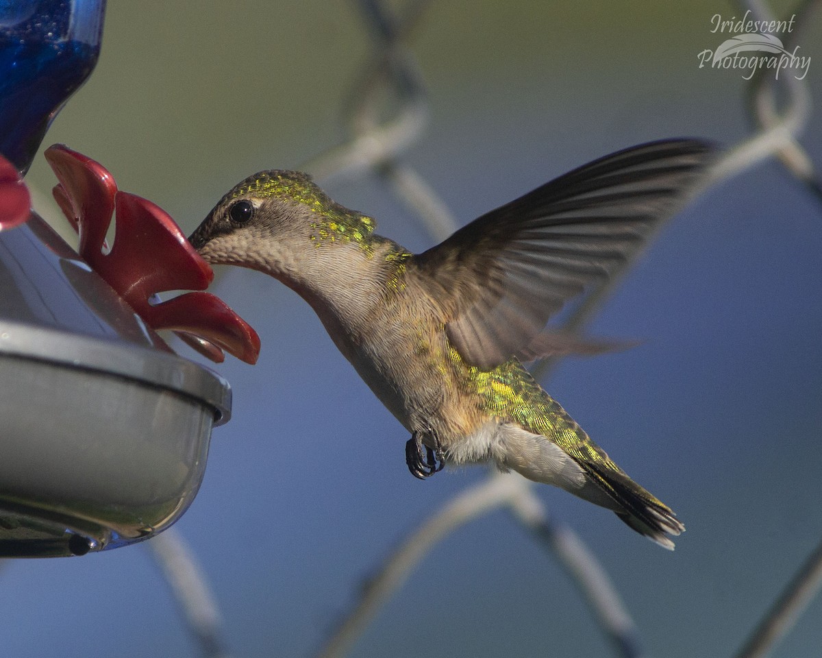 Colibri à gorge rubis - ML646752771