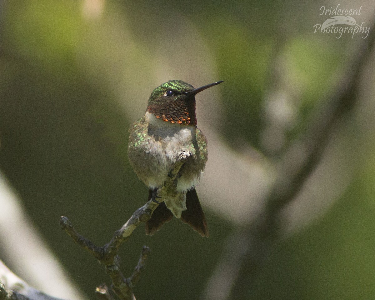 Colibri à gorge rubis - ML646752772