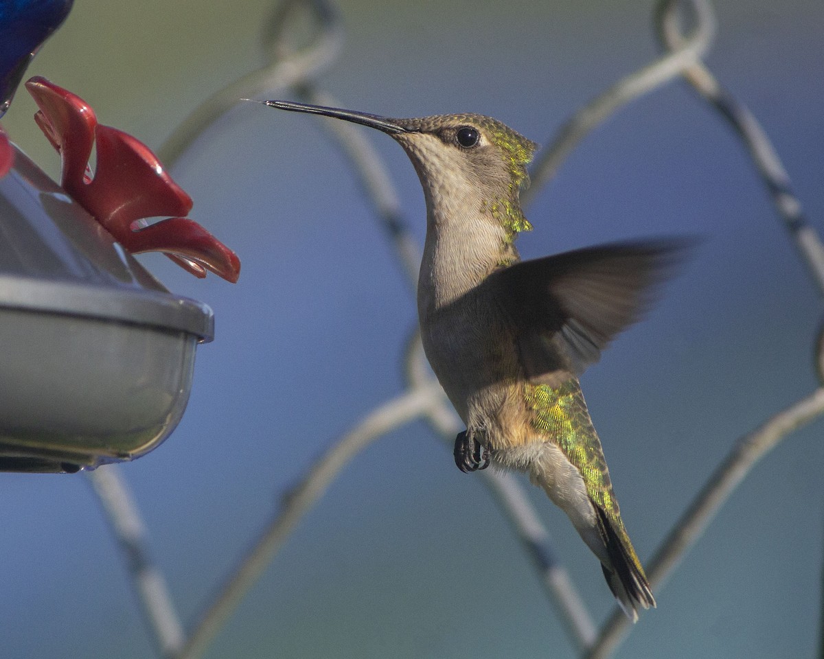Colibri à gorge rubis - ML646752773