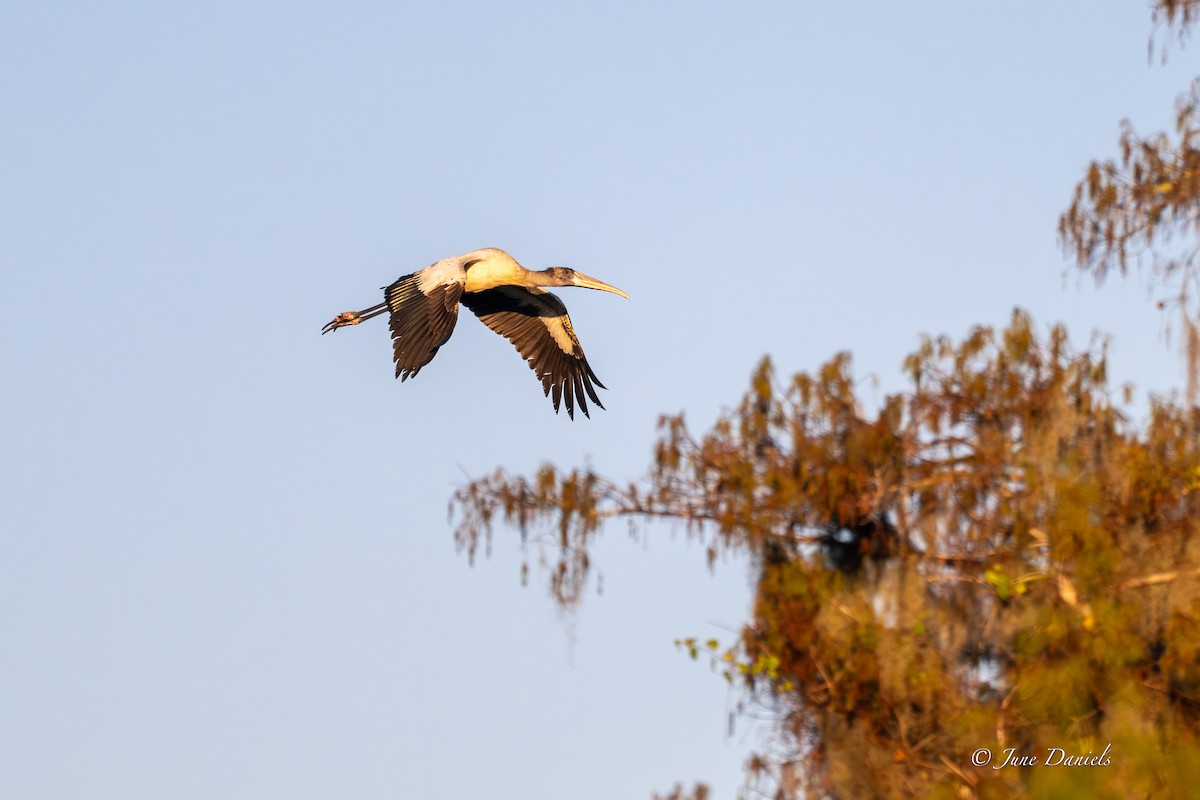 Американский клювач - ML646752775