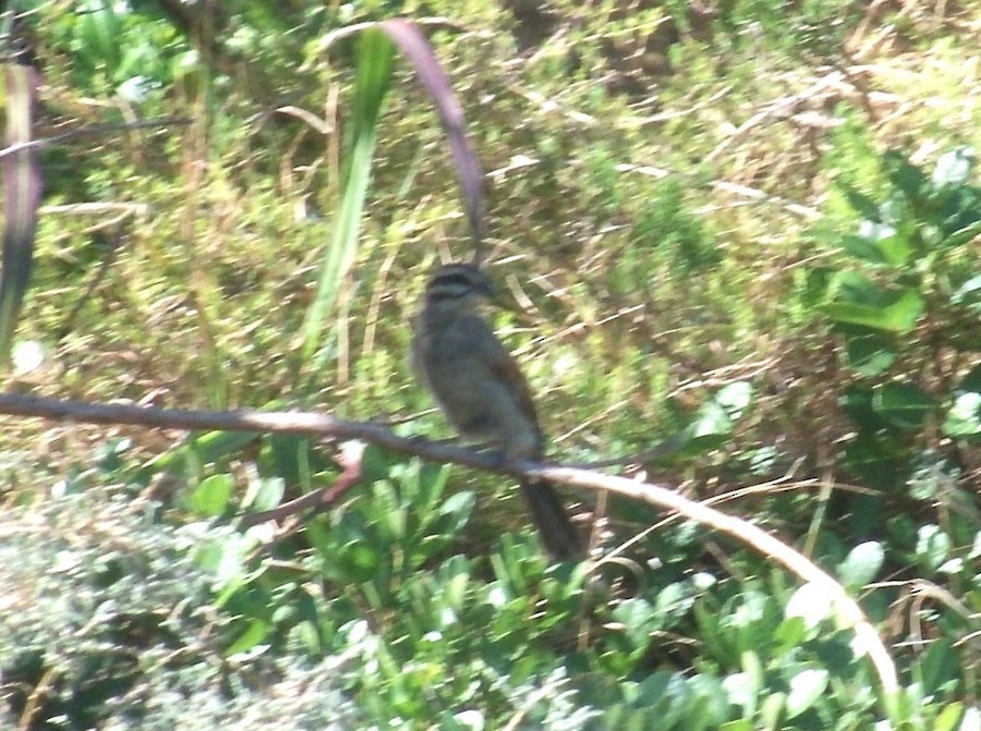 ケープホオジロ - ML646752779