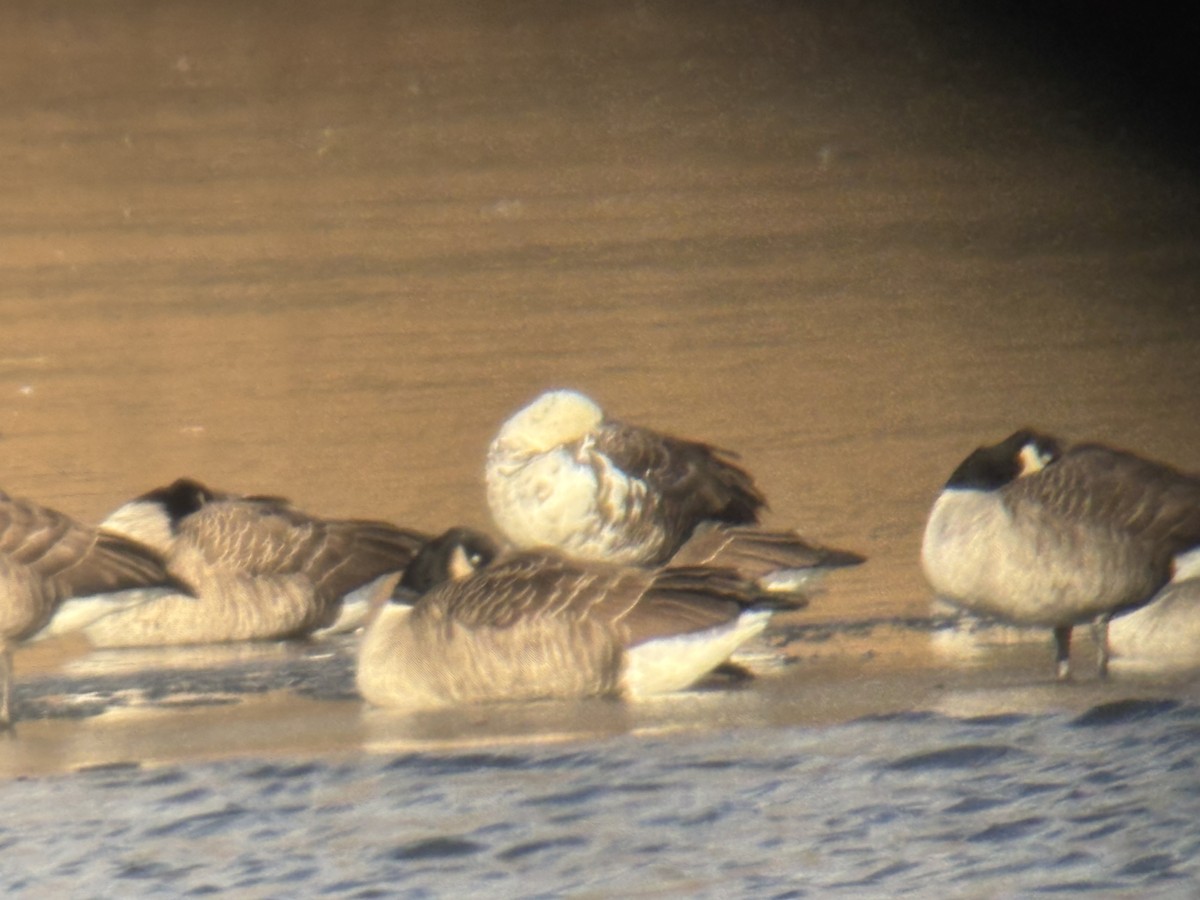 Canada Goose - ML646752780