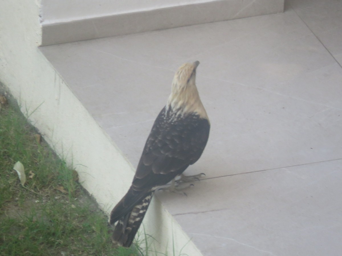 Sarı Başlı Karakara - ML646752781