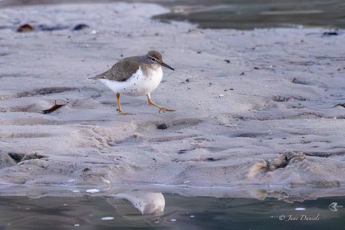 Пятнистый перевозчик - ML646752782