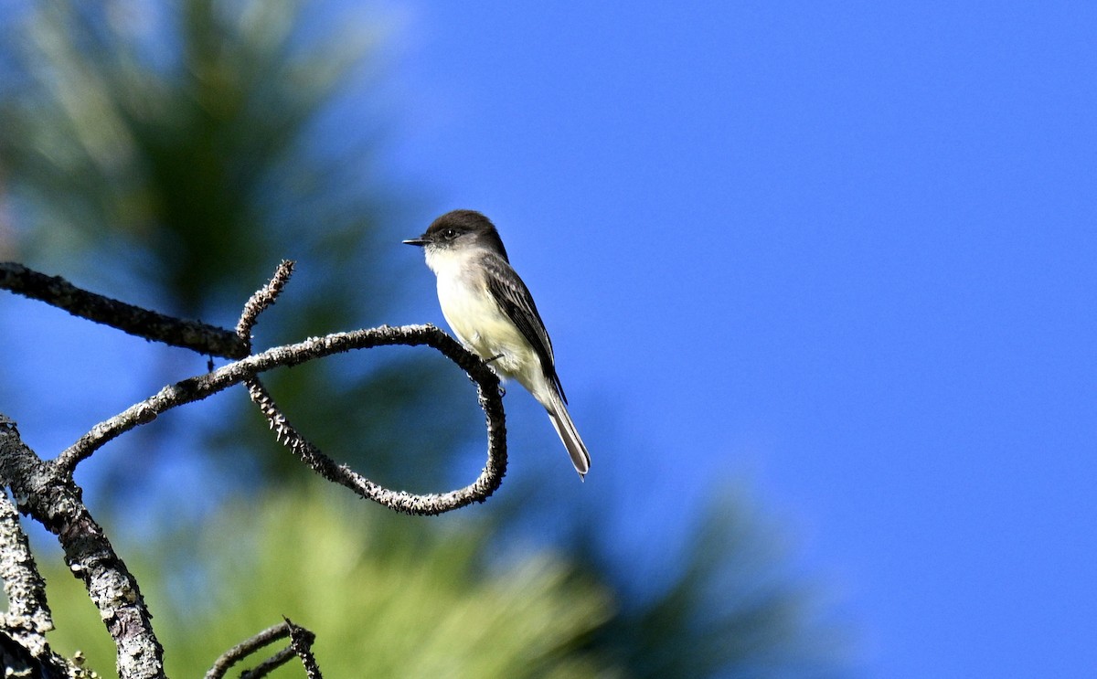 פיבי מזרחית - ML646752783