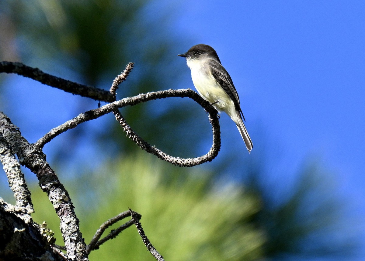 פיבי מזרחית - ML646752784