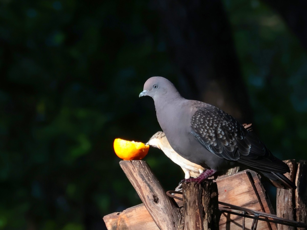 Fleckentaube - ML646752785