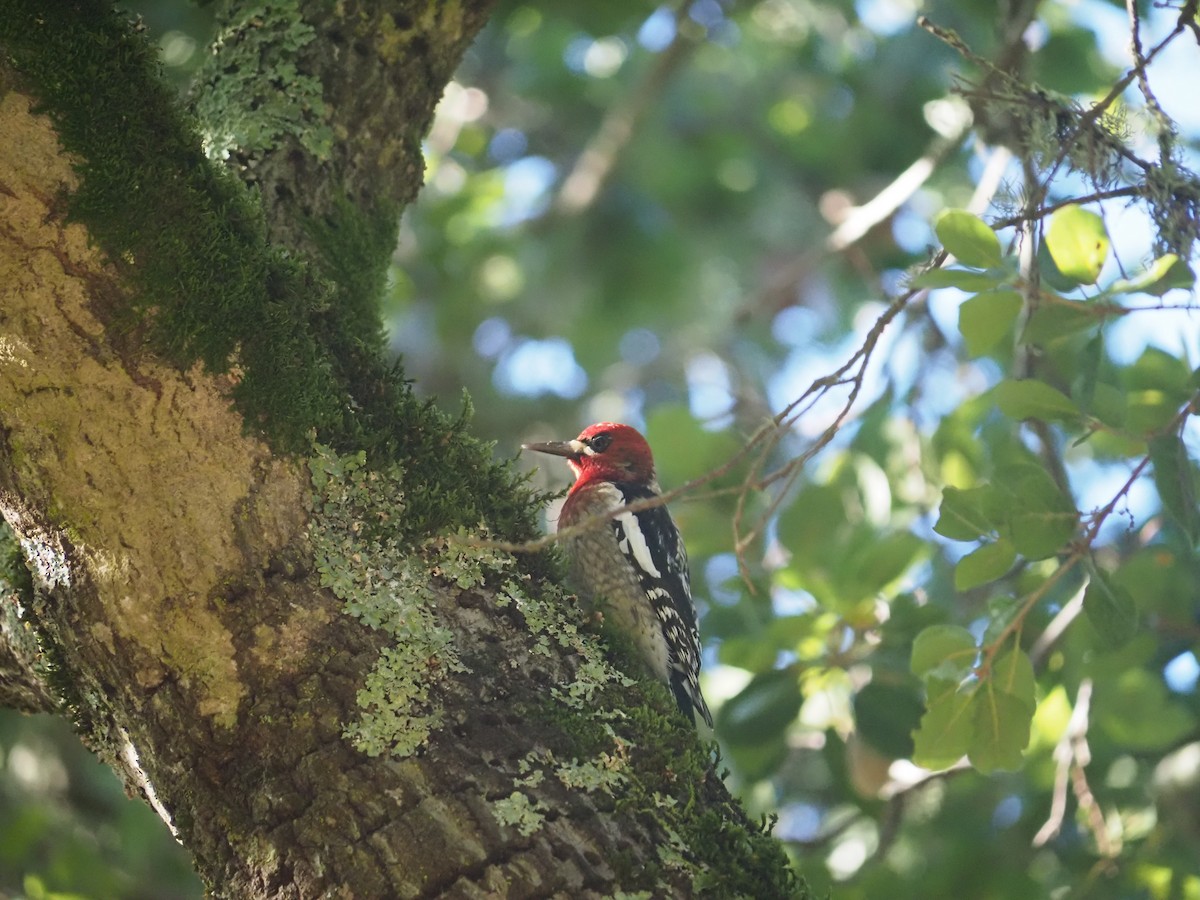 Red-breasted Sapsucker - ML646752787