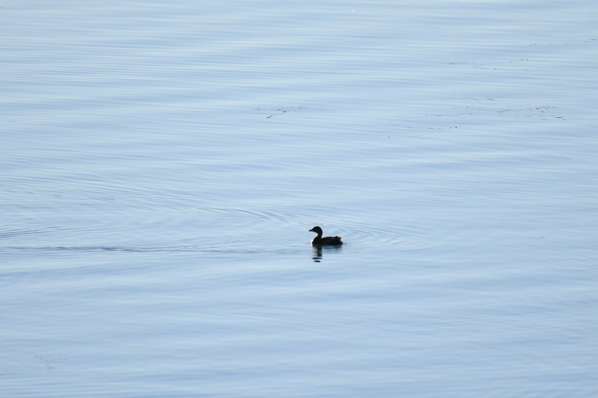 Txilinporta mokolodia - ML646752790