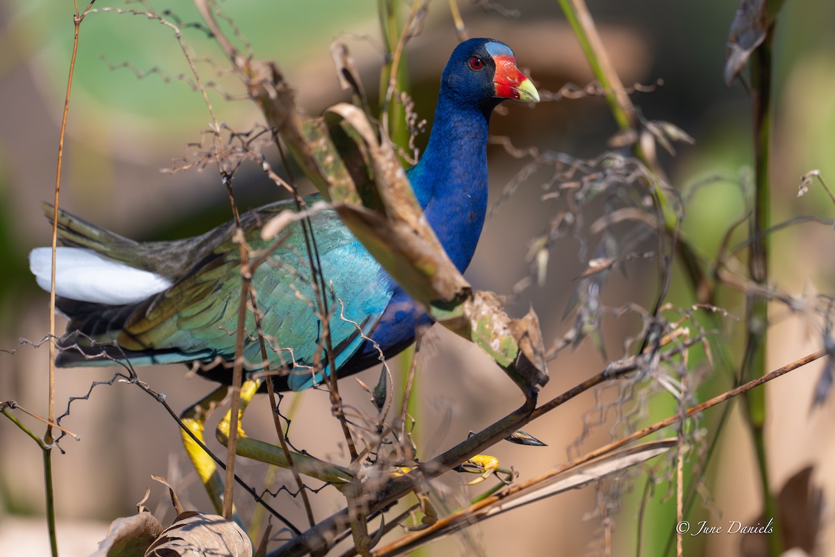 Purple Gallinule - ML646752791