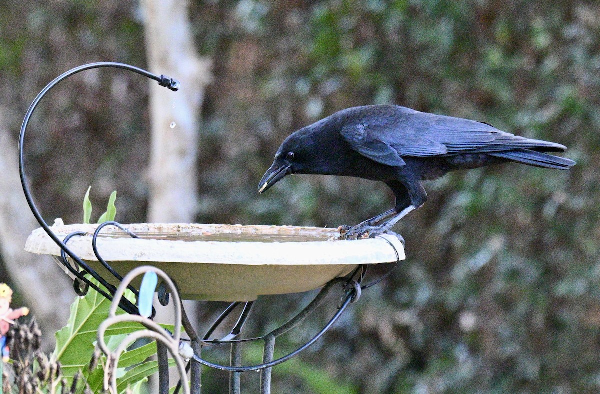 American Crow - ML646752793