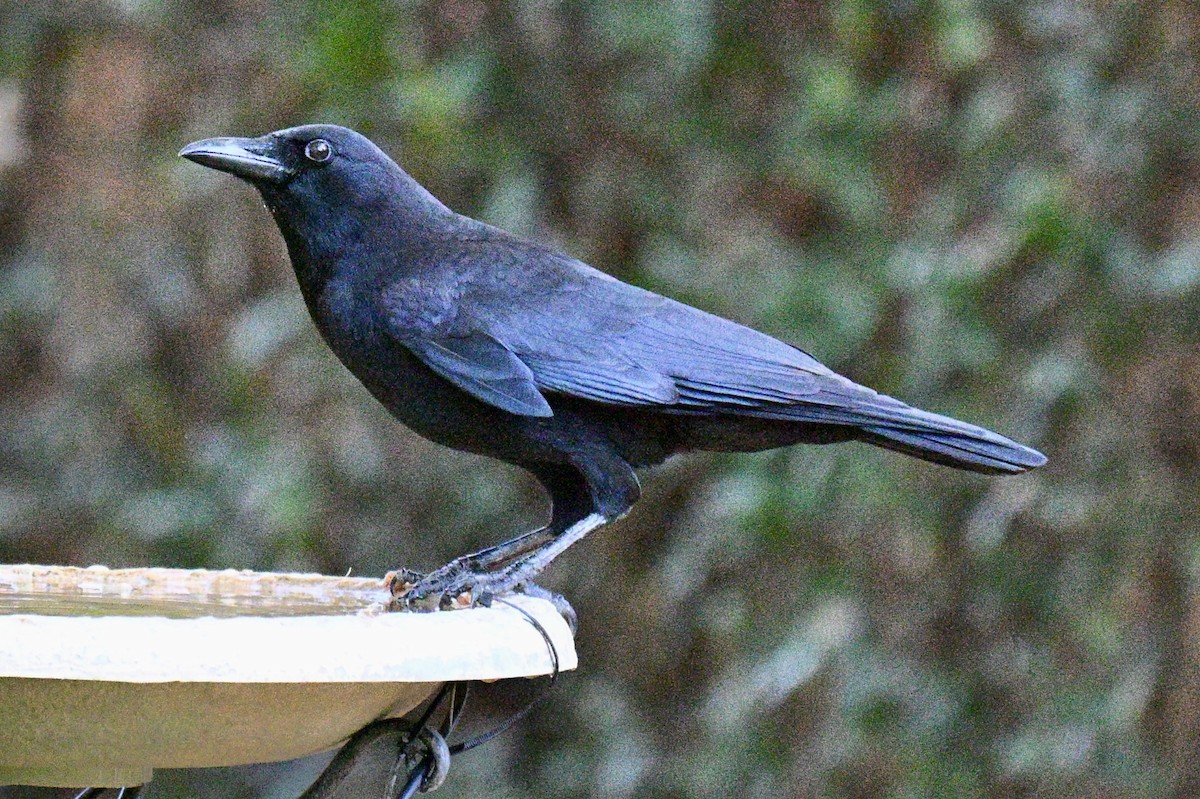 American Crow - ML646752794