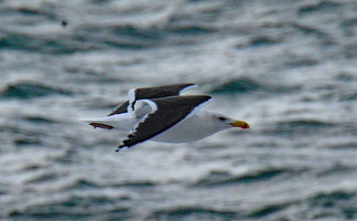 Great Black-backed Gull - ML646752796