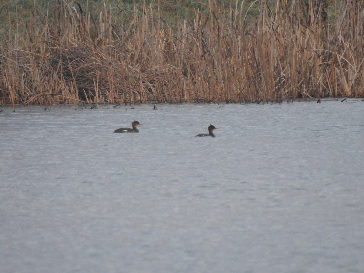 Serreta Mediana - ML646752797