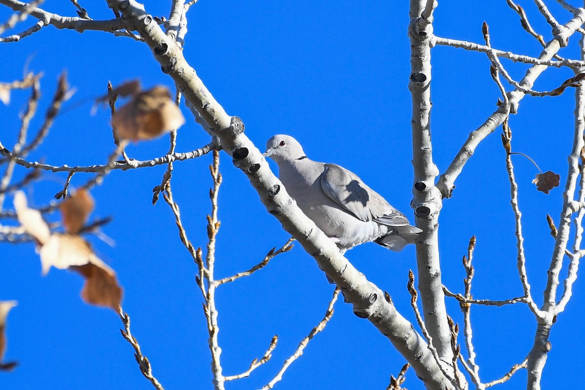 Usapal turkiarra - ML646752798