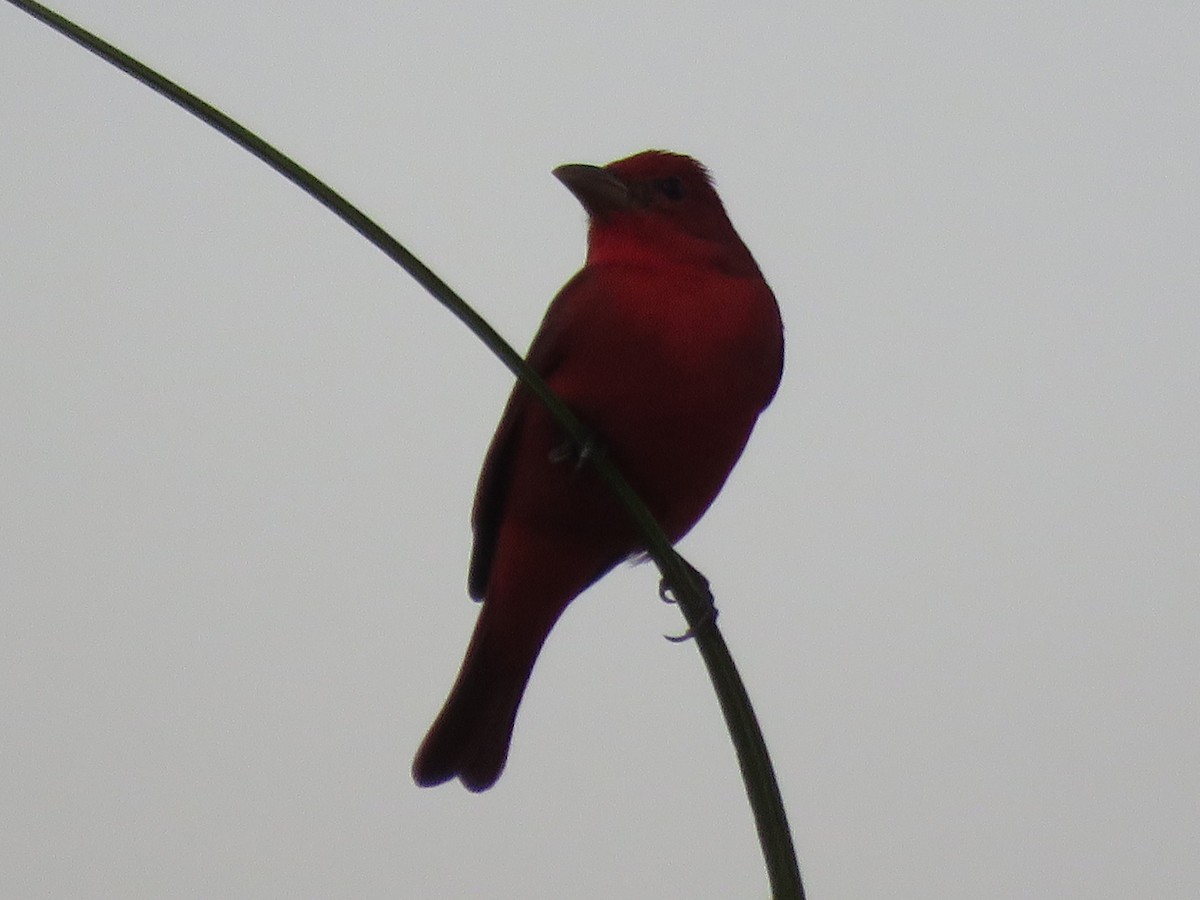 Summer Tanager - ML646752802