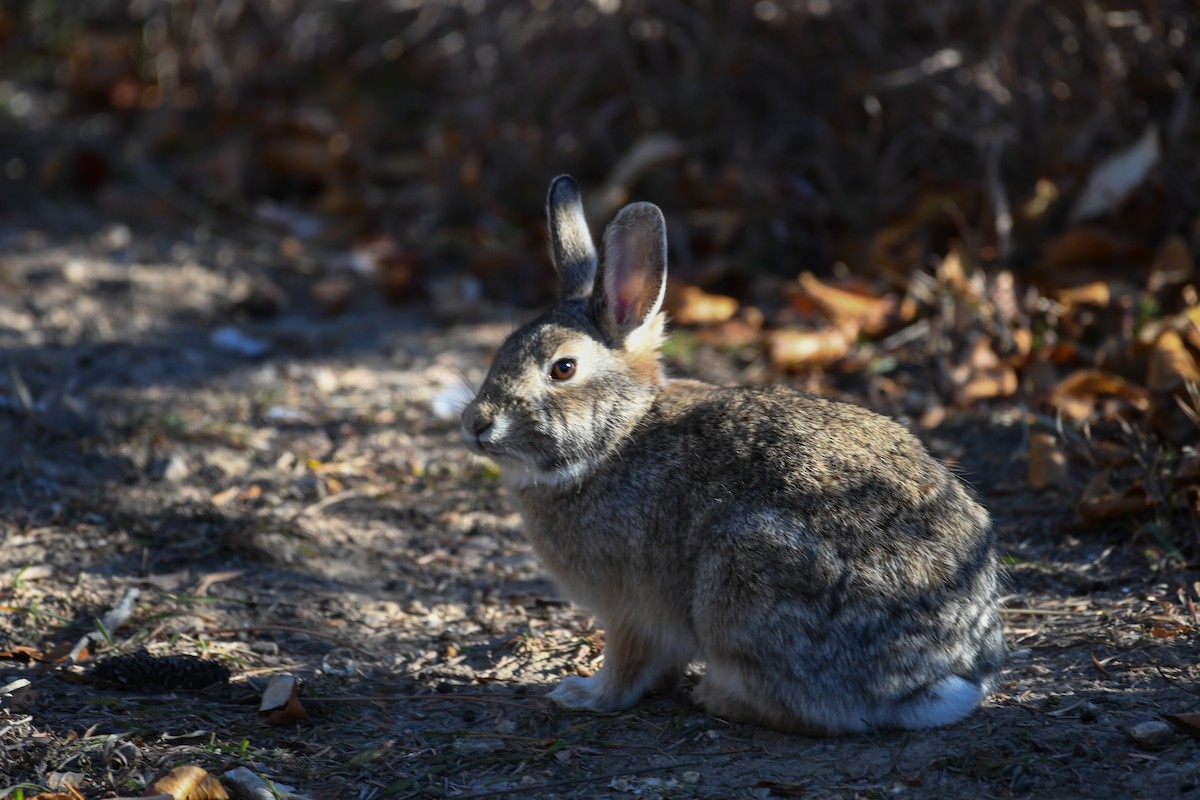 Cottontail Rabbits - ML646752804