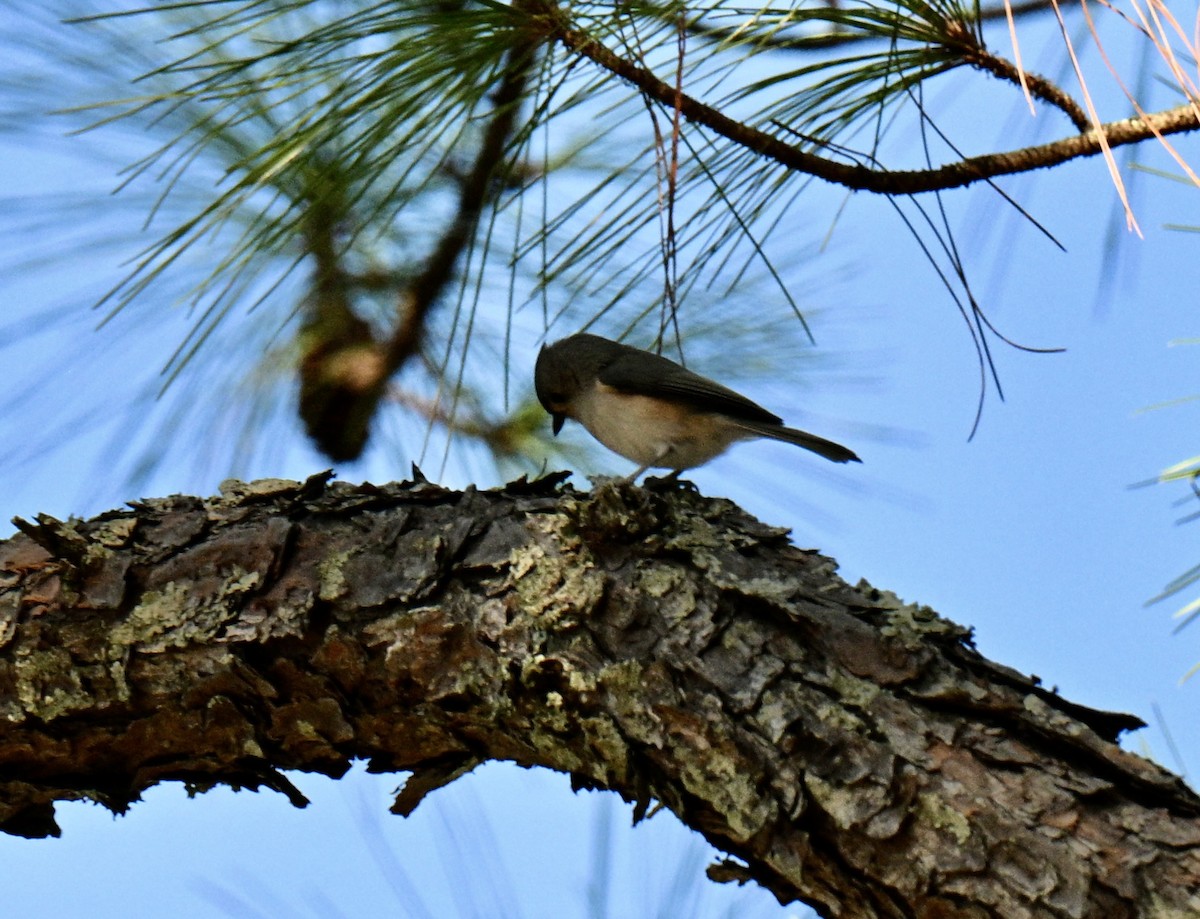 Tufted Titmouse - ML646752805