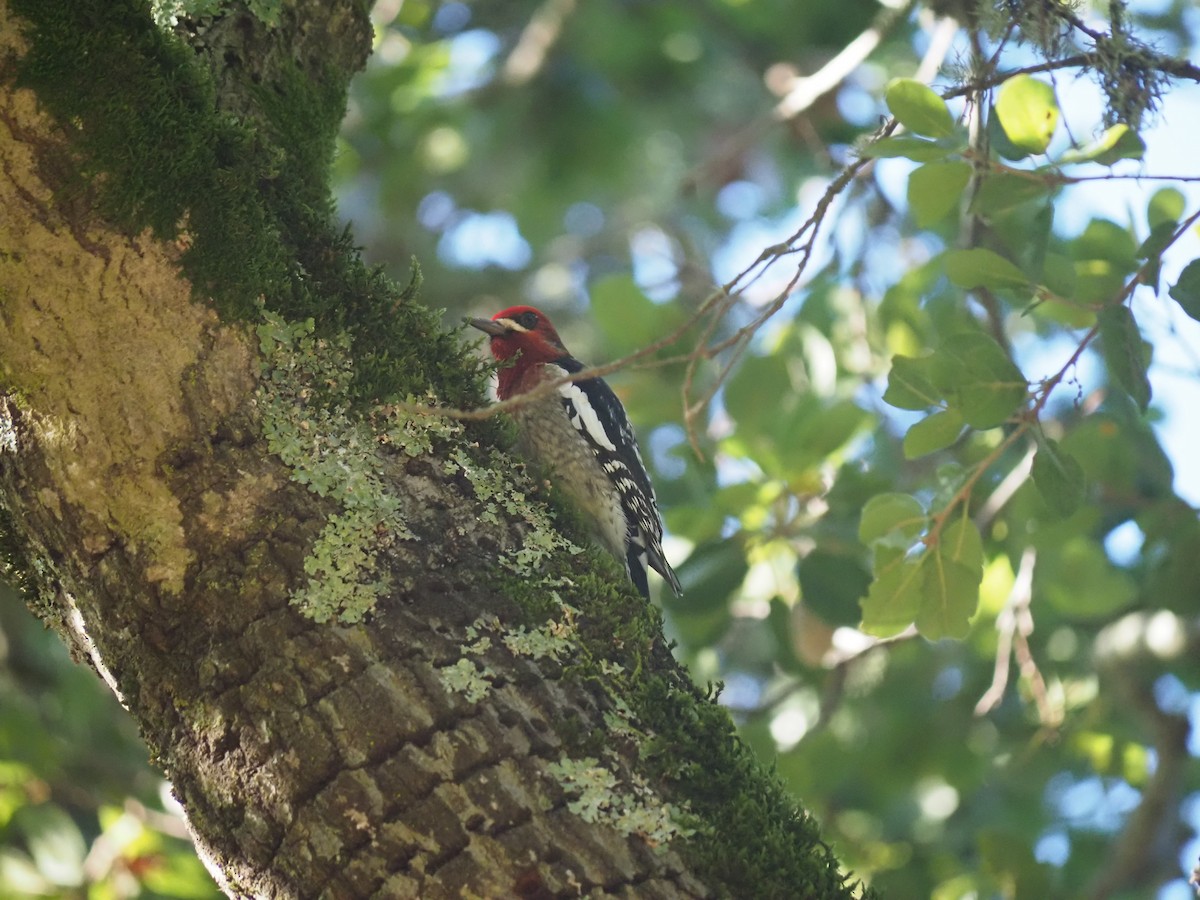 Red-breasted Sapsucker - ML646752806