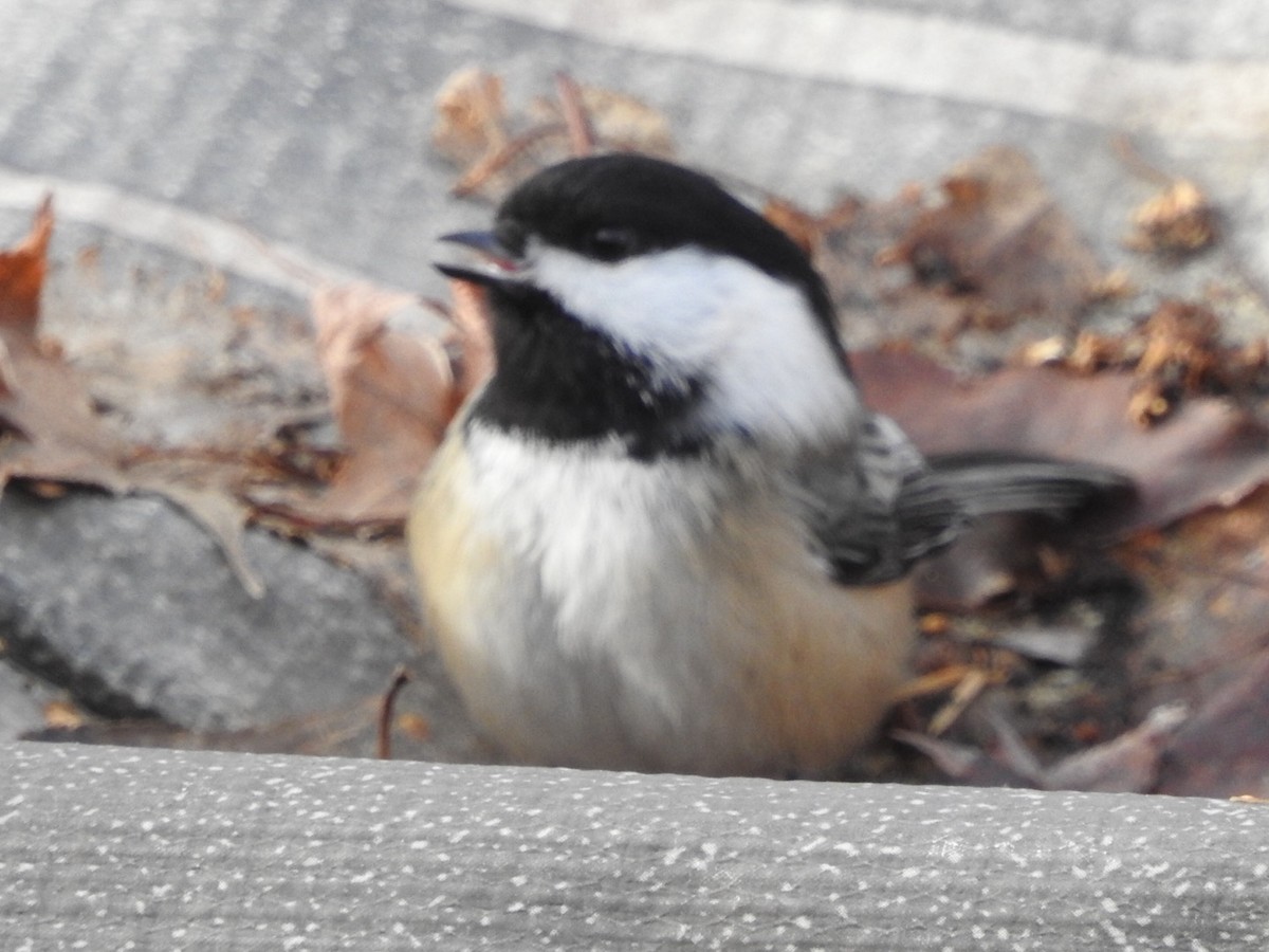 Гаїчка світлокрила - ML646752807