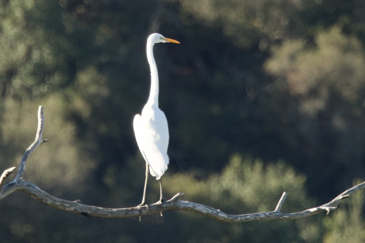 Silberreiher - ML646752808