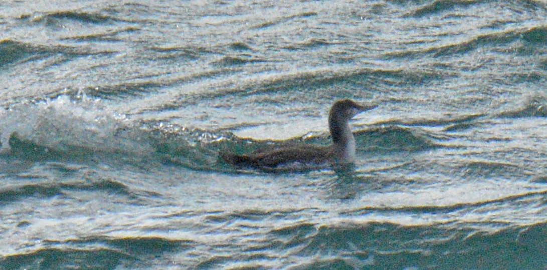 Sterntaucher - ML646752811