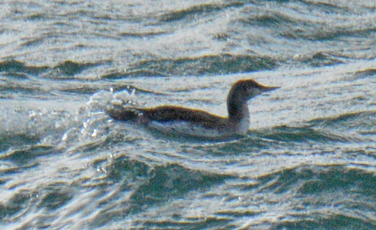 Sterntaucher - ML646752812