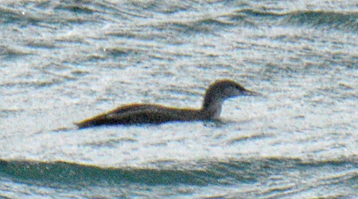 Sterntaucher - ML646752813