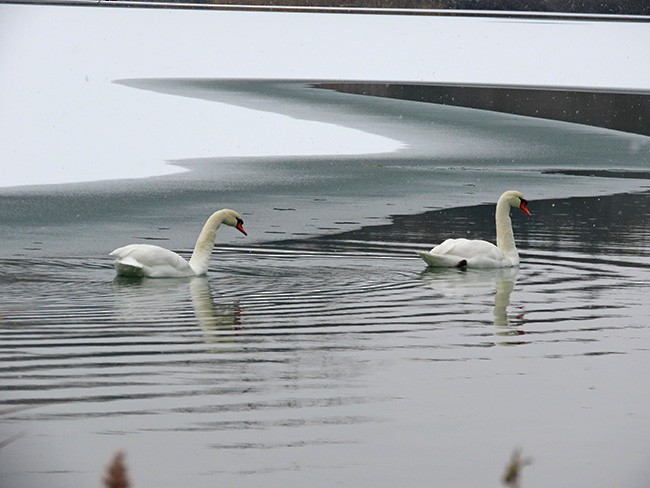 Cygne tuberculé - ML646752814