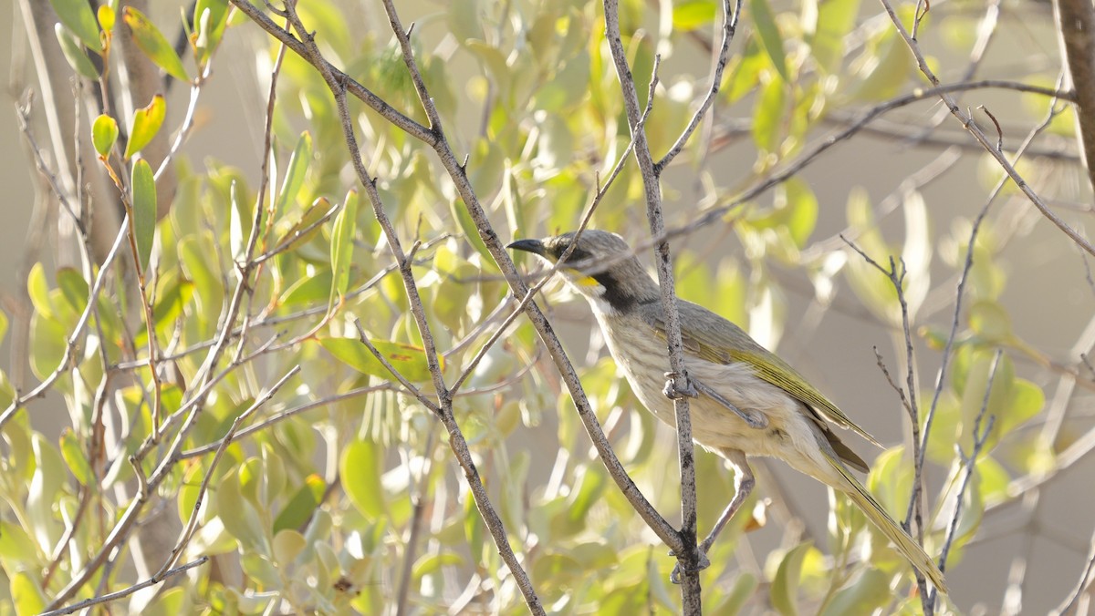 Singing Honeyeater - ML646752816