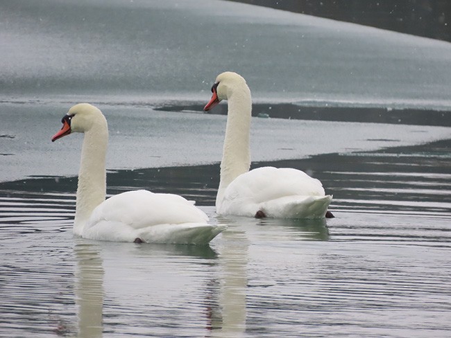 Cygne tuberculé - ML646752817