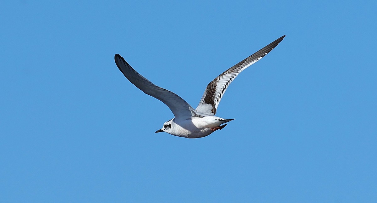 Little Gull - ML646752818