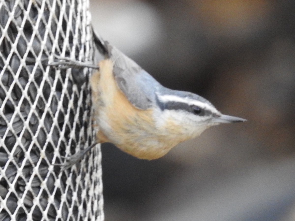 Red-breasted Nuthatch - ML646752821