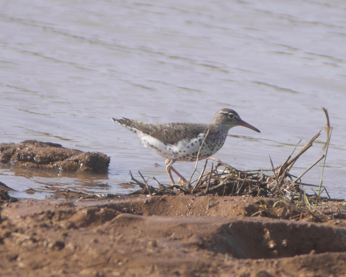 Benekli Düdükçün - ML646752822