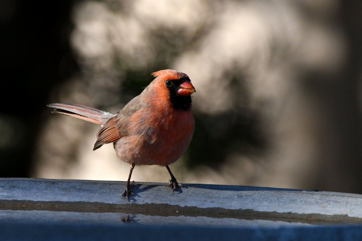 Kırmızı Kardinal - ML646752823